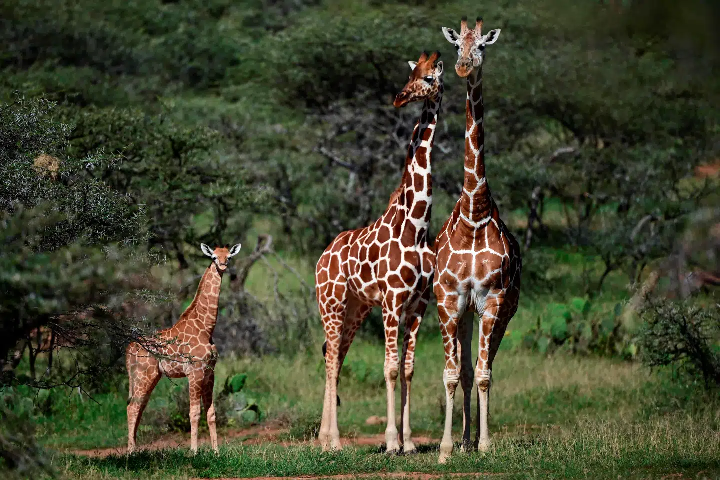 Giraffer har det tilsyneladende bedst på fladt terræn. Foto: Tony Karumba, Scanpix