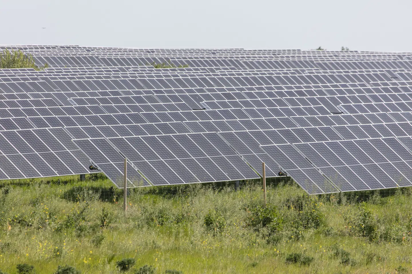 Better Energy udvikler solcelleparker mage til denne. Men pengekassen er ved at være tom, fordi det ikke er lykkedes at frasælge de ejerandele, man havde budgetteret med. (Arkivfoto).