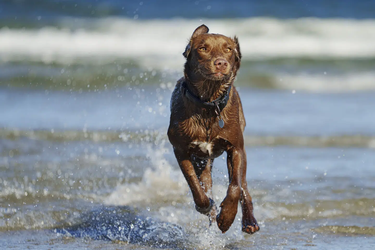 Hundene fik meget akutte symptomer, efter at have tygget på tyggebenene. Det var blandt andet ukoordinerede bevægelser, panikangst, hyperaktivitet og flugtforsøg. Billedet viser en rask hund. (Arkivfoto).