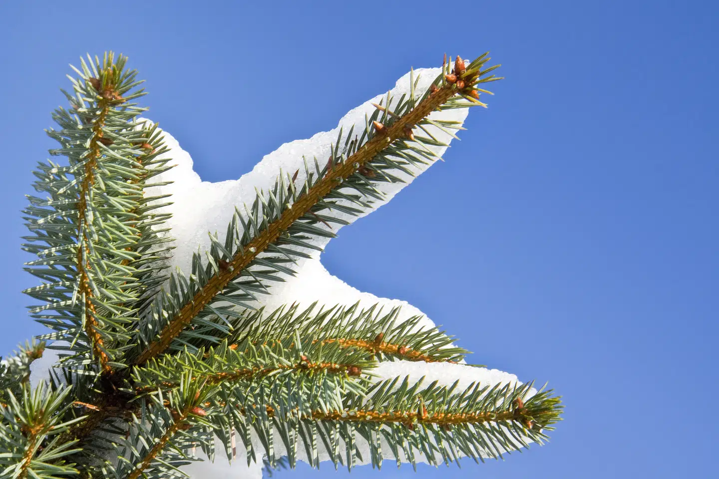 Man kan godt skyde en hvid pil efter hvid jul. Sådan lyder det fra DMI, der kalder det "100 procent umuligt". (Arkivfoto).