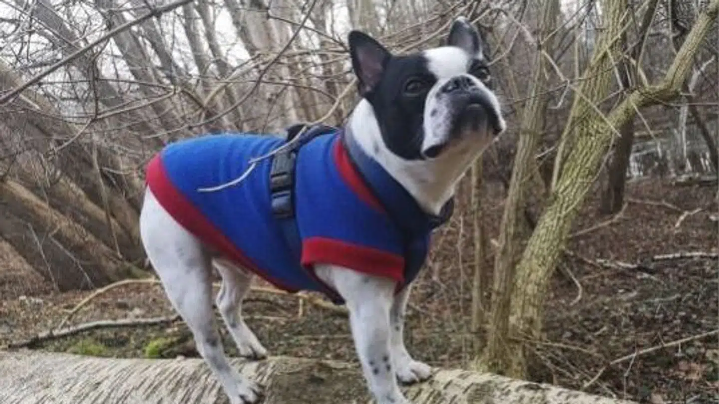 Hunden Elmo var nem at genkedne i sin røde og blå dragt.