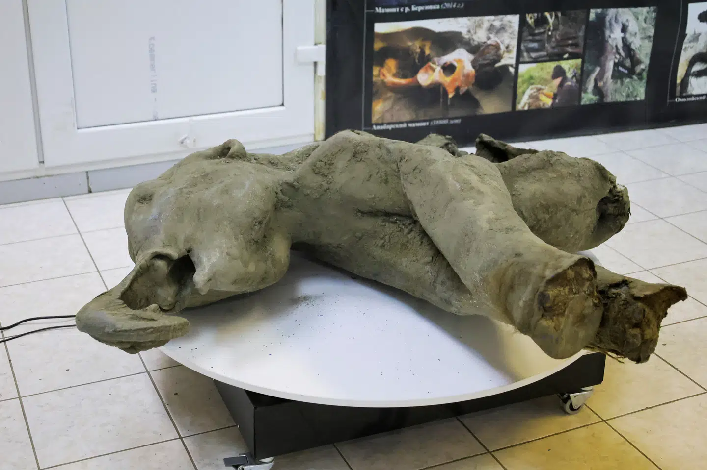 Resterne af en mammutunge vurderes til at være over 50.000 år gammelt.