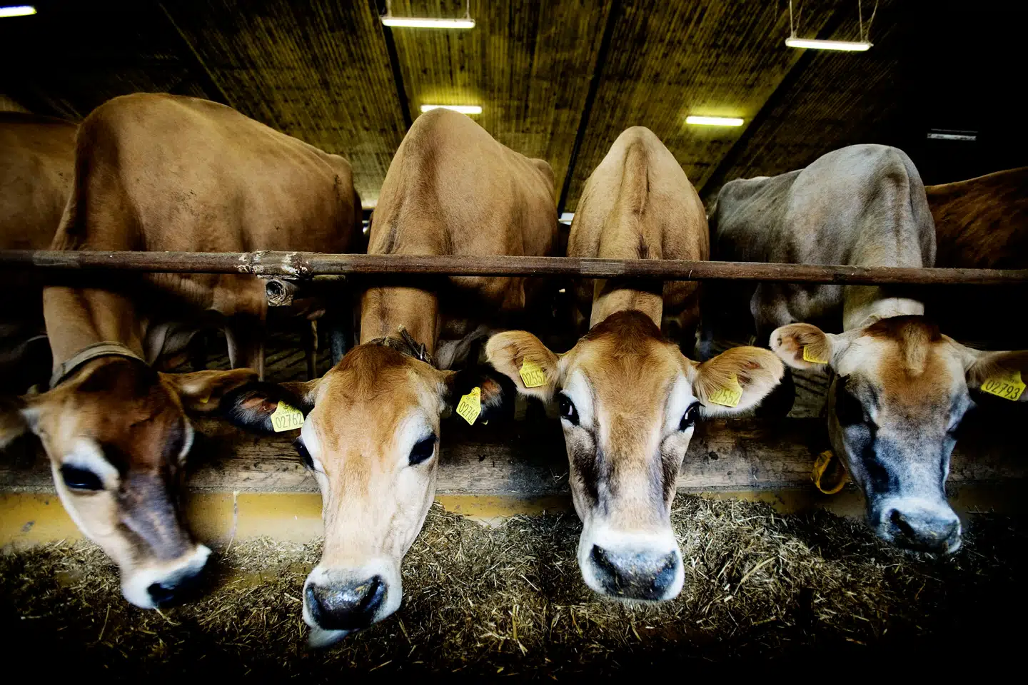 Køerne på billedet har ikke noget med sagen at gøre. Arkivfoto: Michael Bothager, Scanpix.