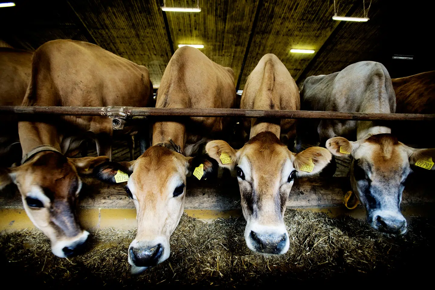 Køerne på billedet har ikke noget med sagen at gøre. Arkivfoto: Michael Bothager, Scanpix.