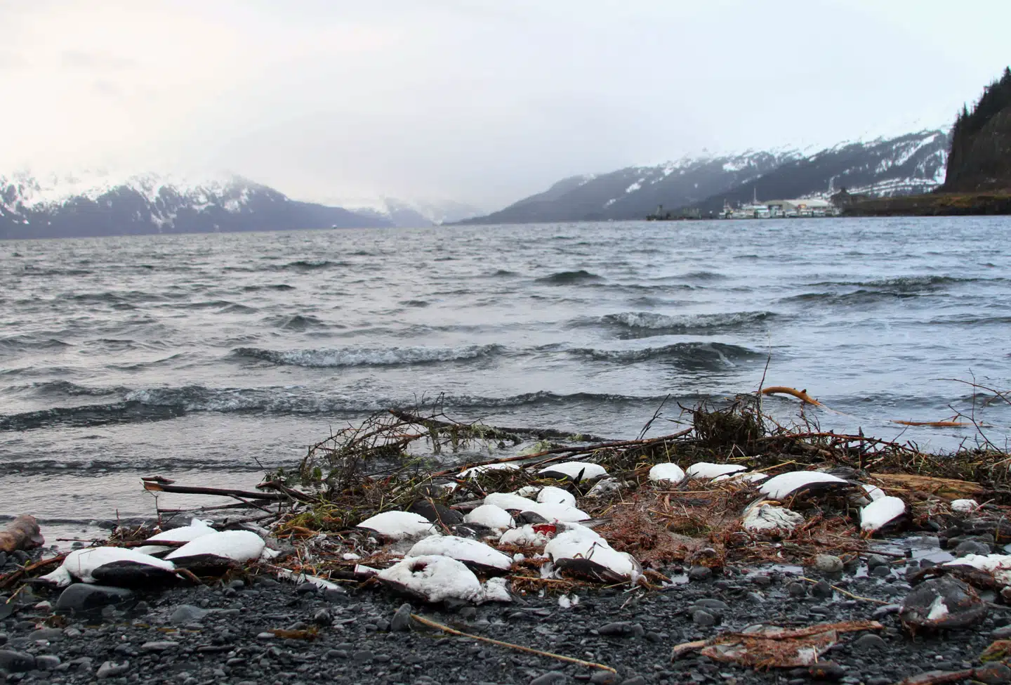 Og det var ikke kun i Alaska, at lomvierne blev skyllet ind på kysten. Sammenlagt med kysterne i Washington, Oregon og Californien blev der i alt fundet omtrent 62.000 døde fugle mellem 2015 og 2016.