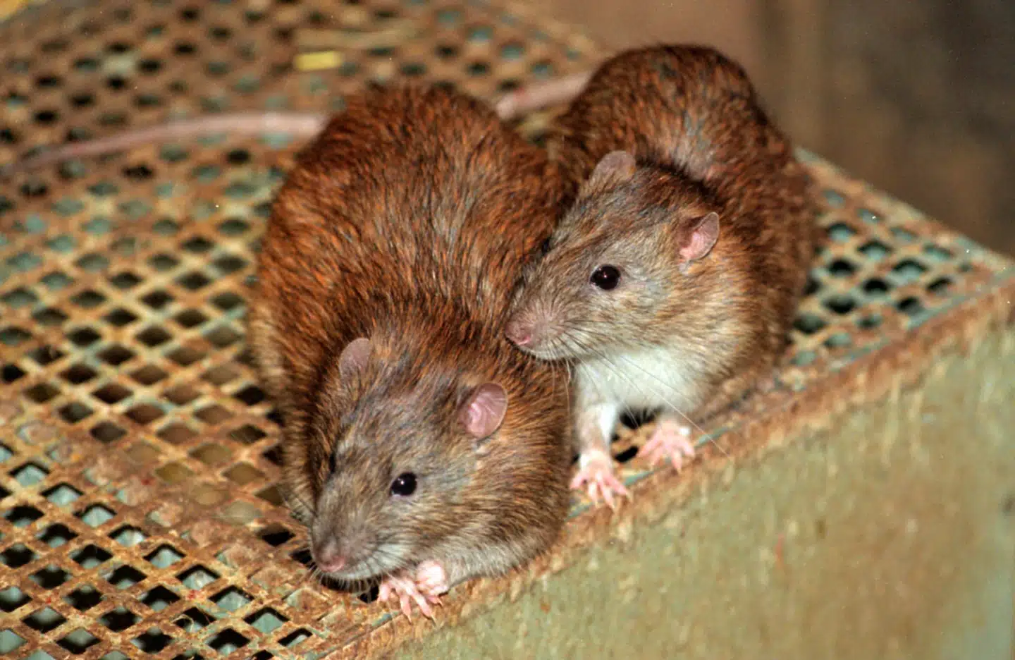 De færreste har lyst til at få besøg af en rotte, men i København er der masser af dem.