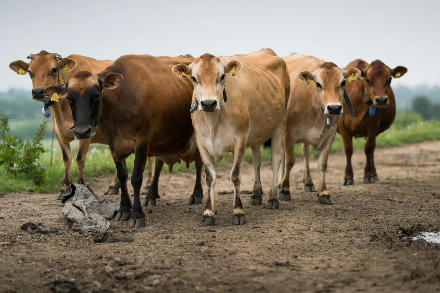 Danske landmænd kan fra i dag få tilskud til at mindske køers udledning af metan.