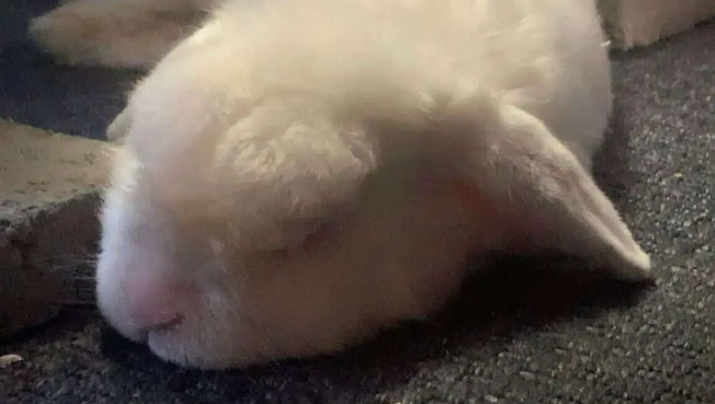 Gertrud sover stille.