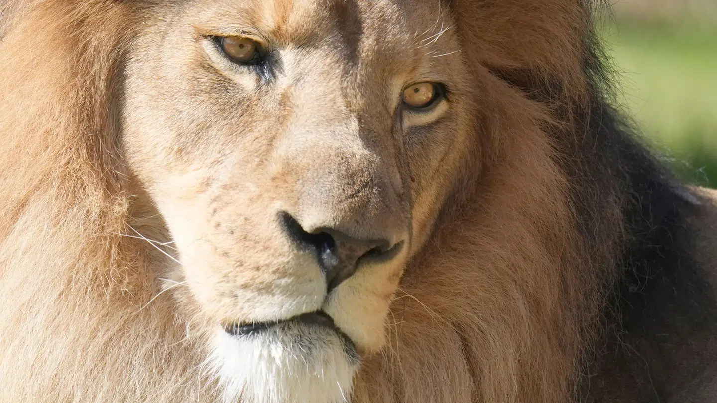 Løven på dette billede er, så vidt vides, ikke en af de tre løver i den pågældende sag.