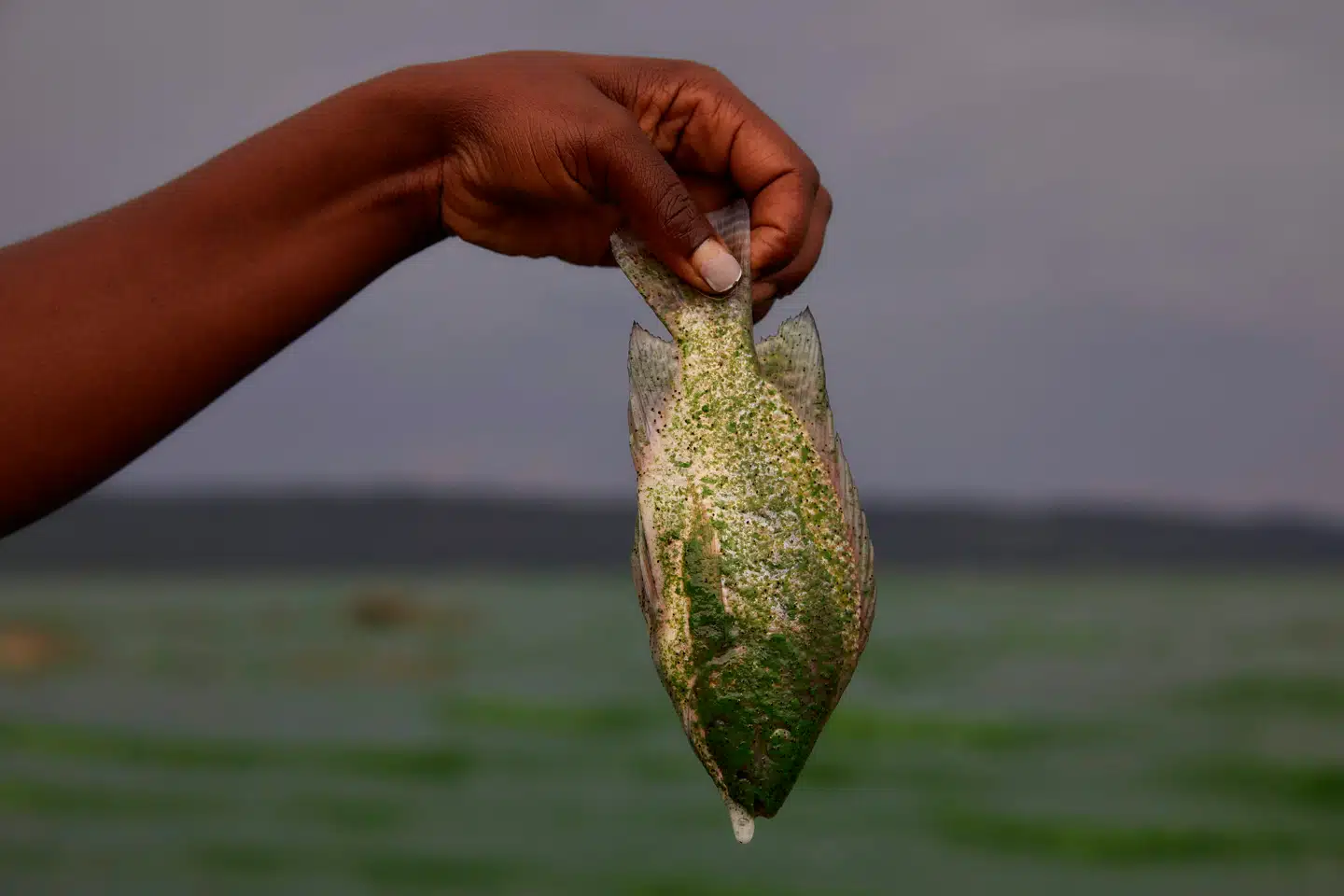 Verdens ferskvandsarter er pressede, viser nyt studie. Her er det en død fisk efter forurening af Lake Chivero i Zimbabwe. Arkivfoto: Jekesai Njikizana, Scanpix