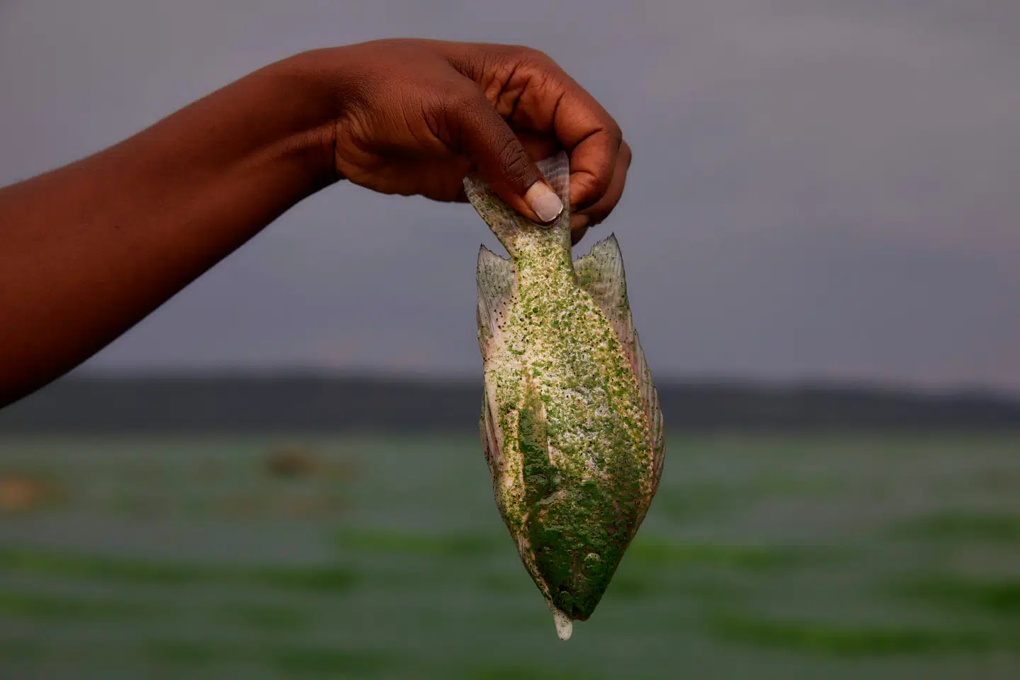 Verdens ferskvandsarter er pressede, viser nyt studie. Her er det en død fisk efter forurening af Lake Chivero i Zimbabwe. Arkivfoto: Jekesai Njikizana, Scanpix