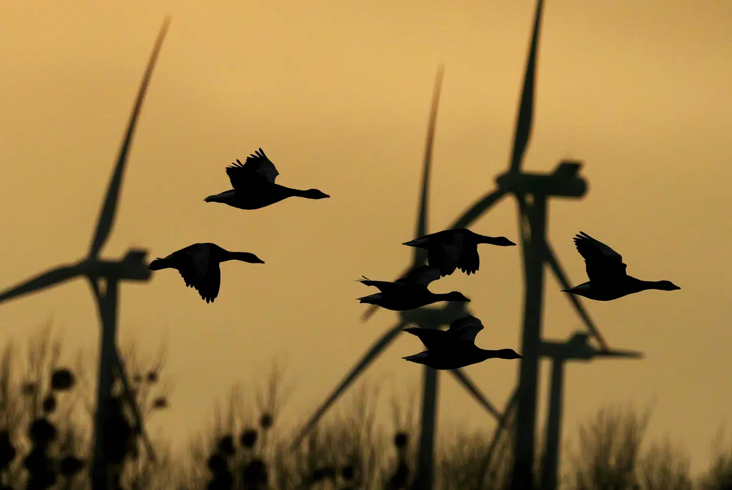 Donald Trump sagde i 2020, at vindmøller »dræber alle fuglene«. Nu har han også fået øje på hvaler.