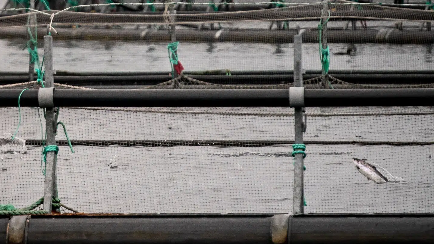 Det er opdrættede laks som disse, P. Clausens Fiskehandel i Aarhus ikke længere vil sælge (arkivfoto).