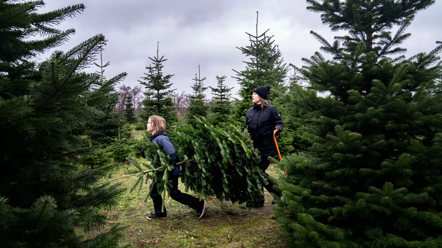 Fødevarestyrelsen i Belgien advarer mod at spise juletræer.