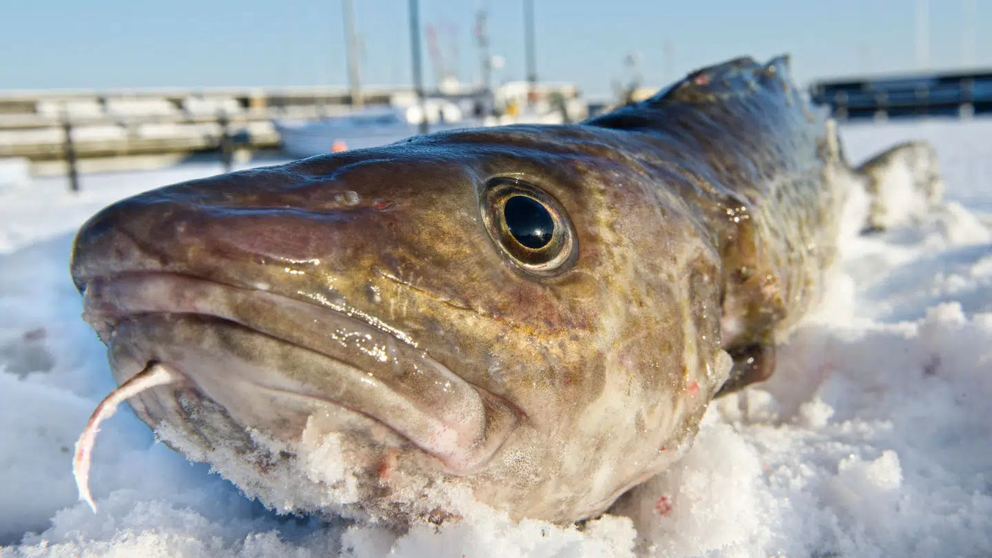 Så er der tricks fra kokken til, hvordan man får billig, friskere fisk.