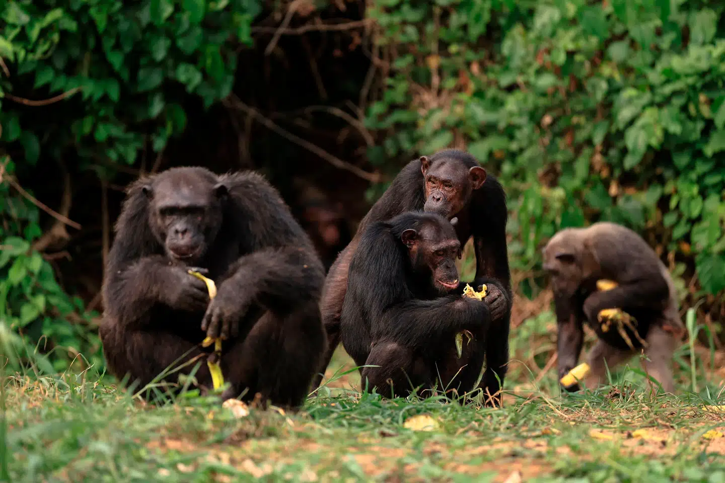 Når en højtstående chimpanse i flokken tisser, følger andre ofte efter.