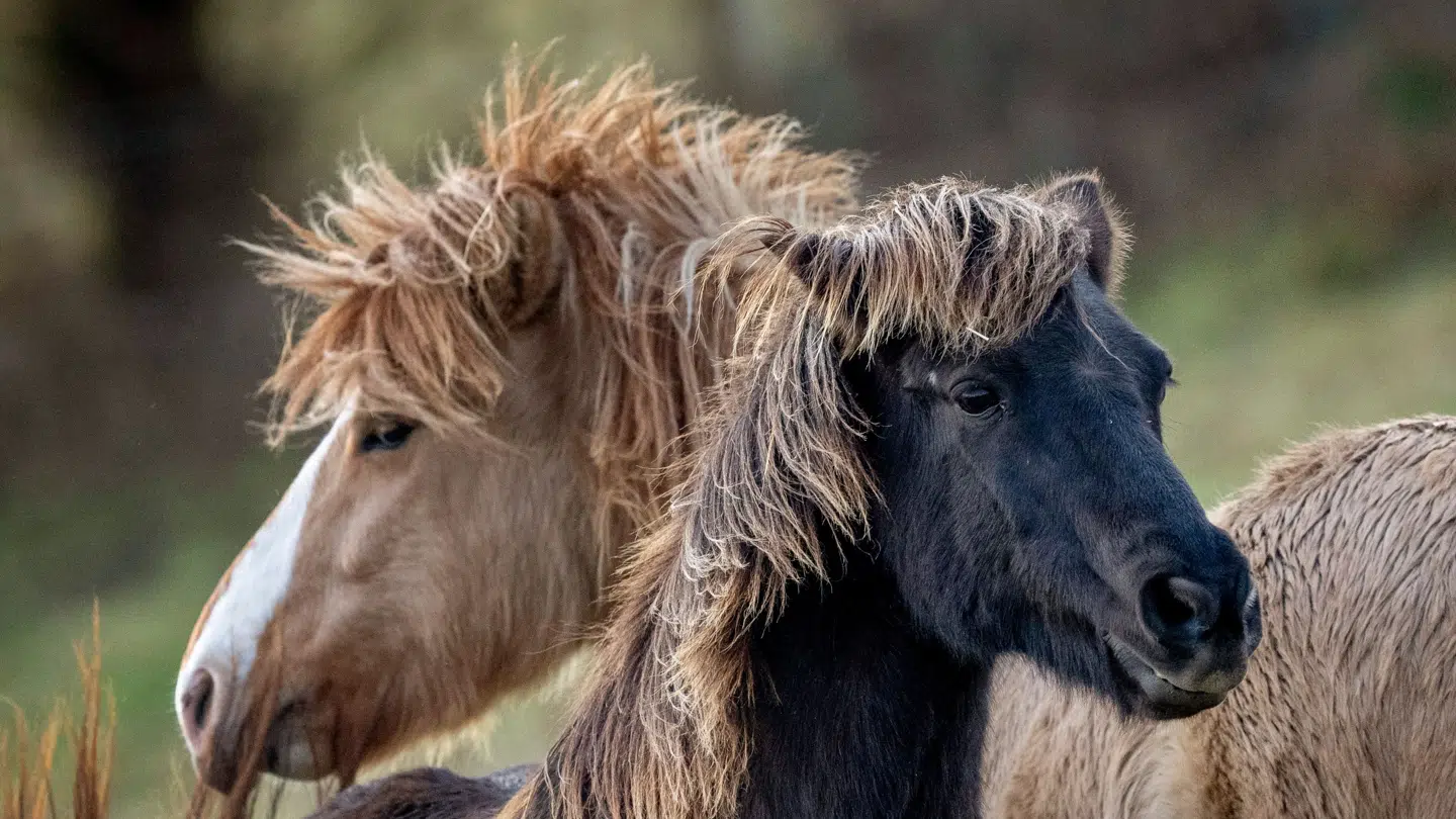 Et nyt polsk studie undersøger, hvilken mælk der er sundest at drikke.
