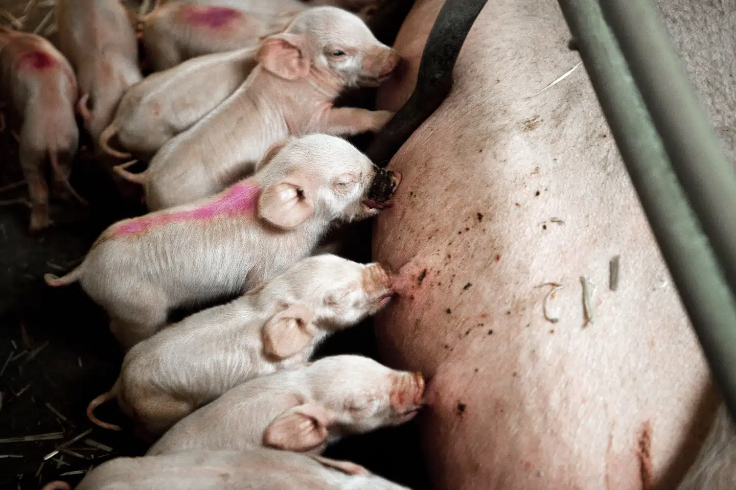 Mange i Danmark overvurderer, hvor meget plads grise i konventionelt landbrug har. (Akivfoto).