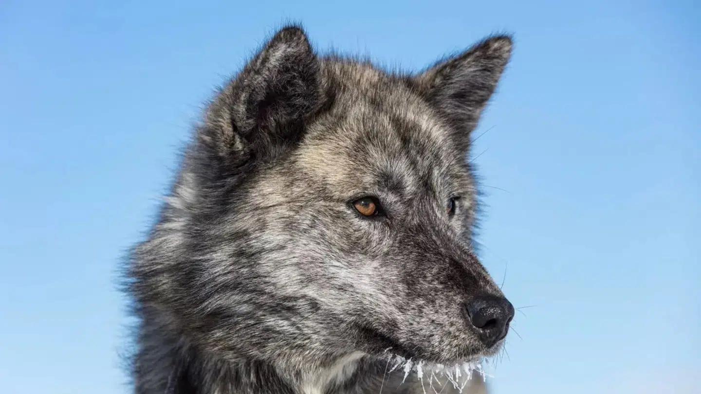 Den grønlandske slædehund, qimmeq, kom til Grønland for cirka 1000 år siden. (Foto: Carsten Egevang)