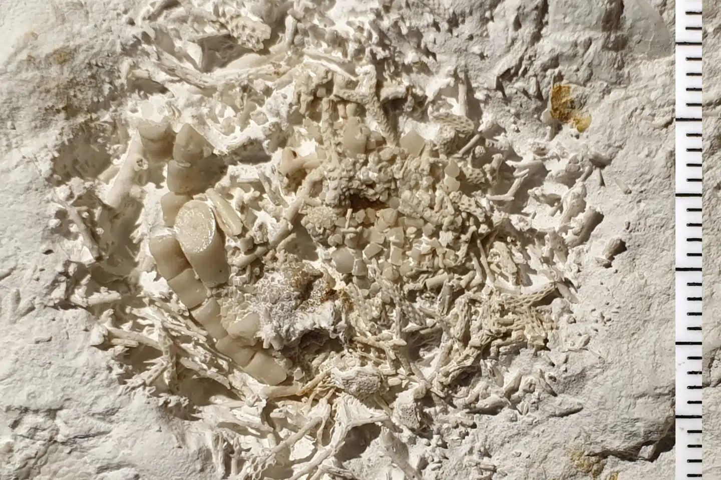 Her er klumpen af opkast, der blev fundet på Stevns Klint, og som nu er erklæret som danekræ.