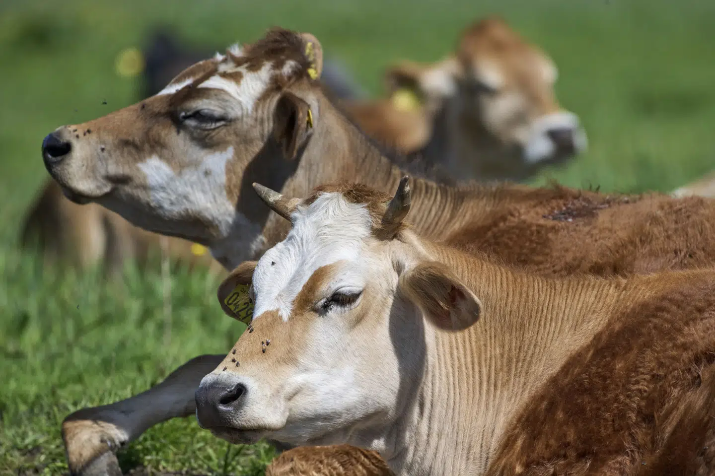 Som led i en ny ordning giver regeringen tilskud til et klimavenligt stof, som skal nedbringe mængden af metan, som køer udleder. (Arkivfoto).