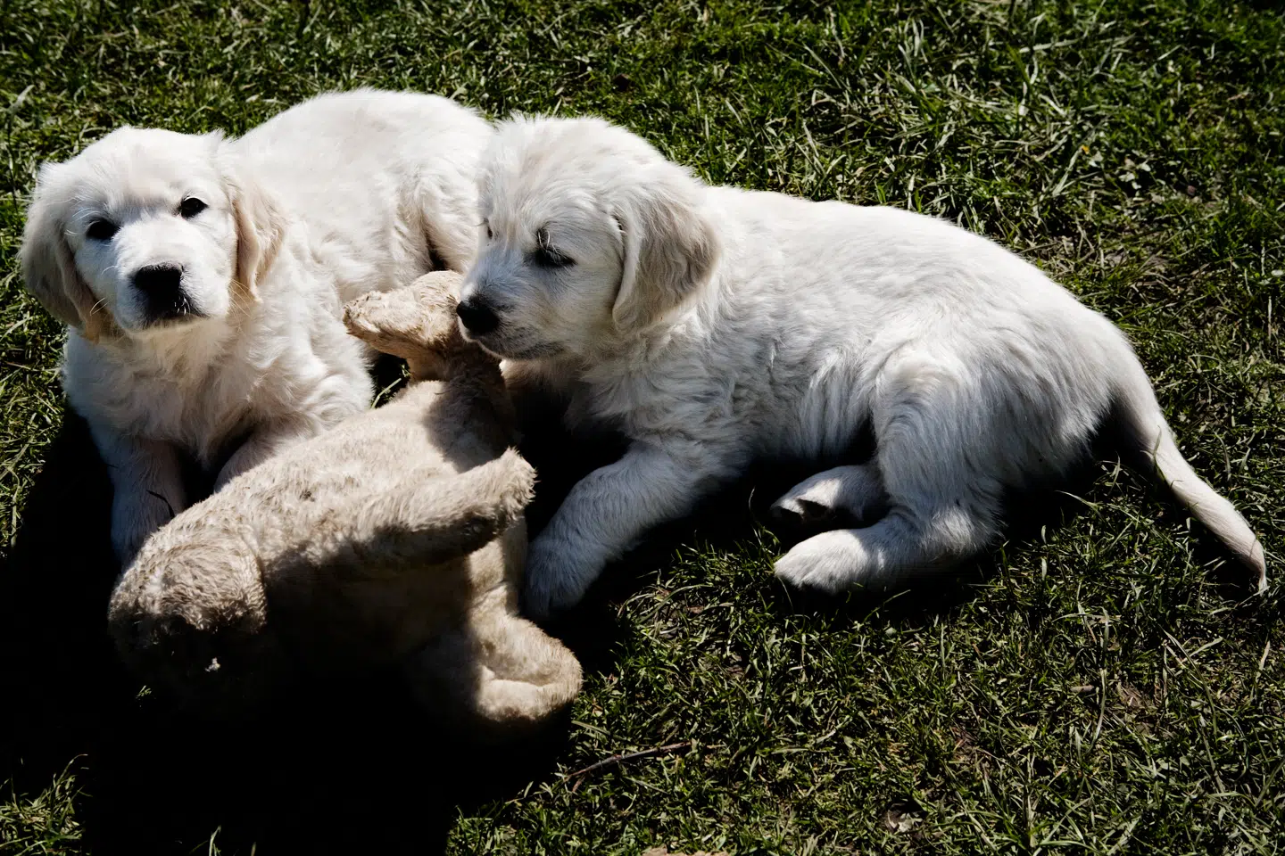 Arkivfoto af hundehvalpe.