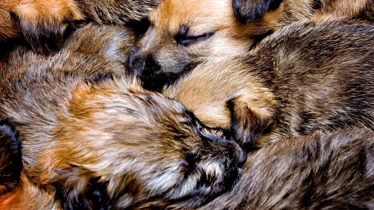 Arkivfoto af hundehvalpe.