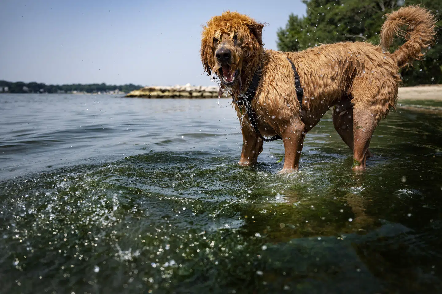 Det er blandt andet doodle-hunde, som Nordjyllands Politi den seneste tid har fundet under uhumske forhold. På billedet ses en hund af typen labradoodle. Den pågældende hund er fotograferet i Maryland, USA, i 2021, og den har ingen relation til sagen. (Arkivfoto).