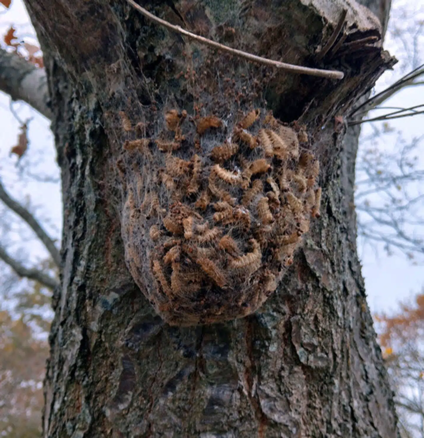 Her ses et billede af en rede i et træ i Odense.