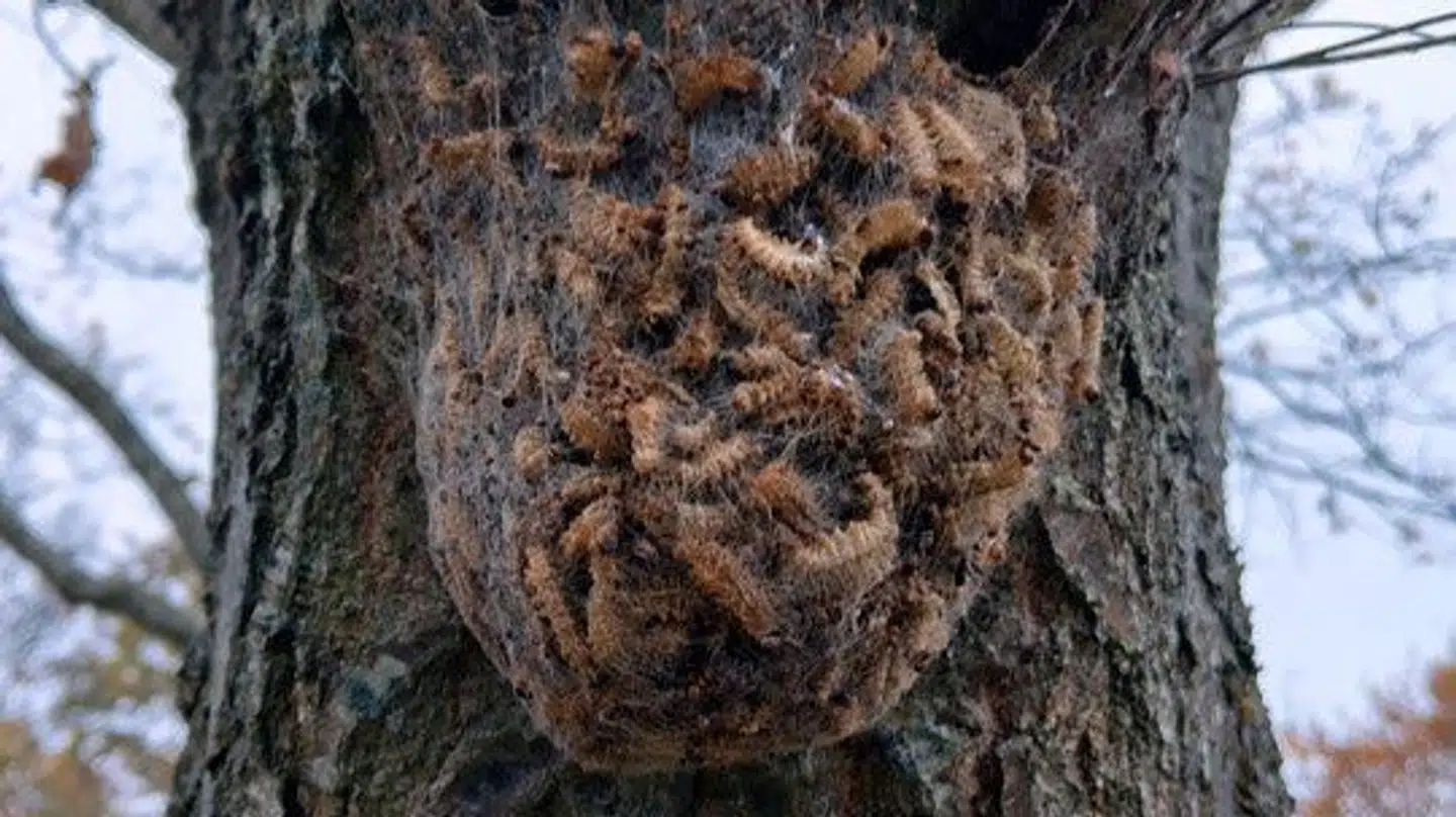 Her ses et billede af larverne i Odense.