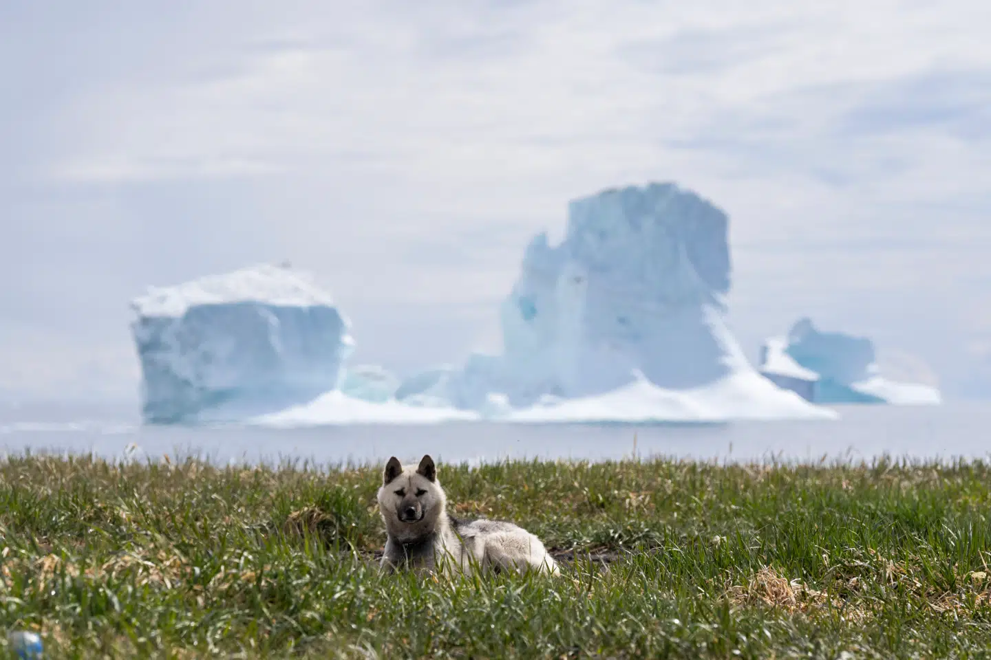 Grønlænderne vil i overvældende grad gerne være selvstændige, men langtfra de fleste føler sig klar endnu.