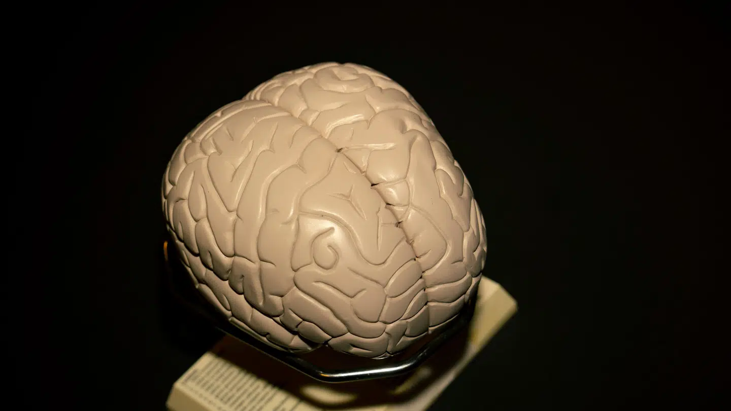 Tre tidspunkter i livet ældes hjernen mærkbart. Men forfaldet kan modarbejdes.