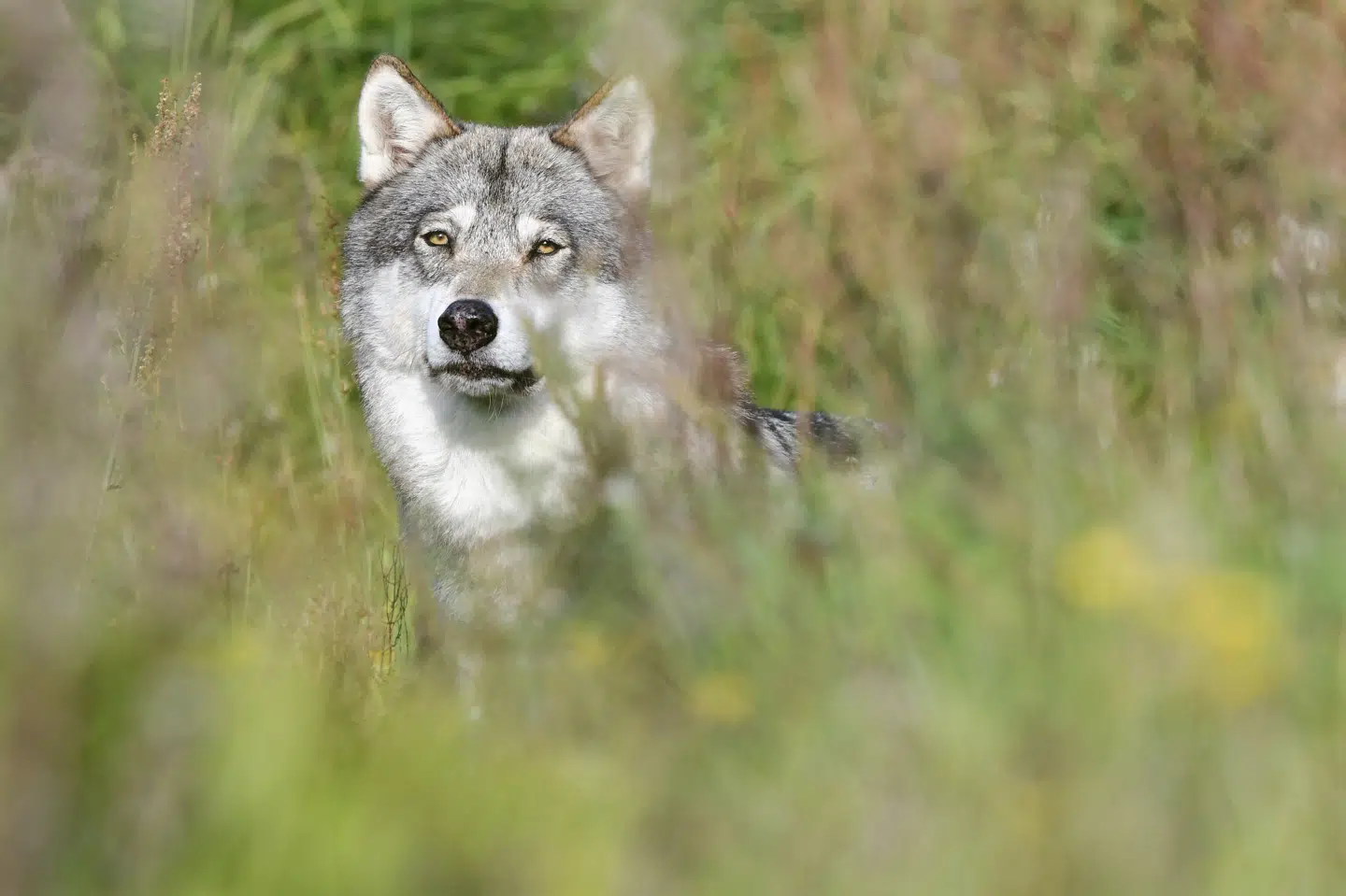 Det anslås, at der er mellem 60 og 80 ulve i Danmark. Alle i Jylland. (Arkivfoto).