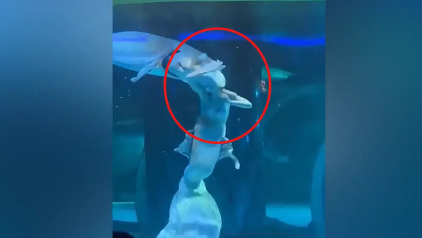 Her bliver 22-årig havfrue angrebet af en kæmpe stor fisk i et kinesisk akvarium. Nu taler hun ud om den surrealistiske oplevelse.