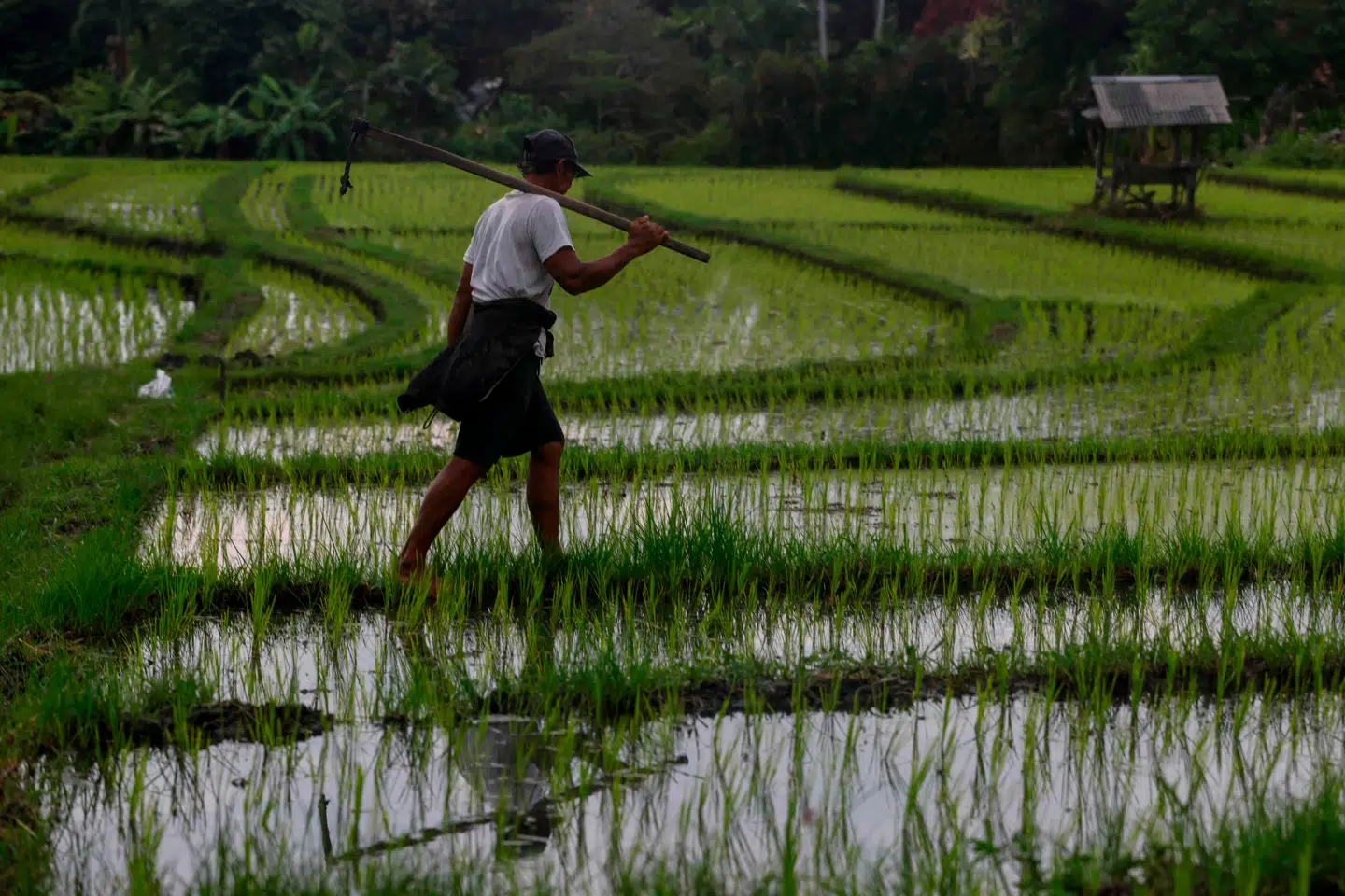 Rismarker udleder store mængder metan, men en ny ristype kan begrænse udslippet.