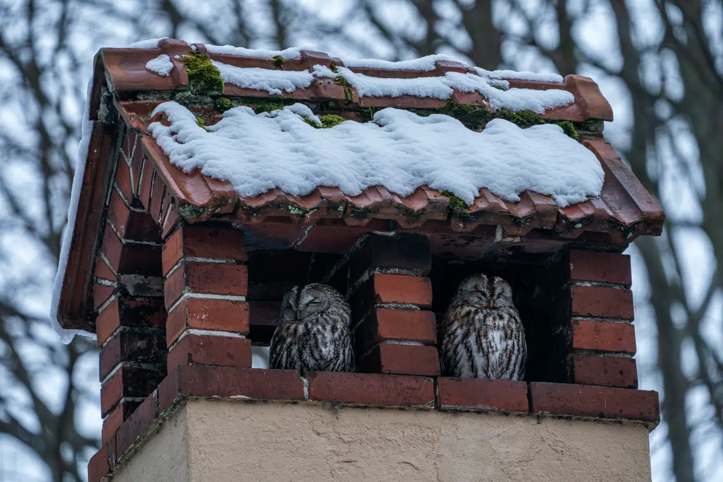En række steder i Danmark er de begyndt at bruge det, der bliver kaldt »et supplement til rottebekæmpelsen«.