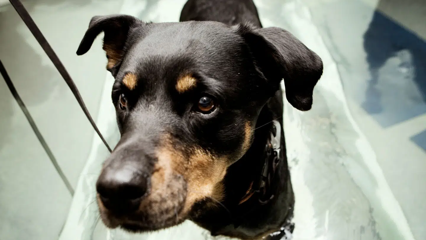 Man skal passe ekstra godt på de firbende venner i denne tid.