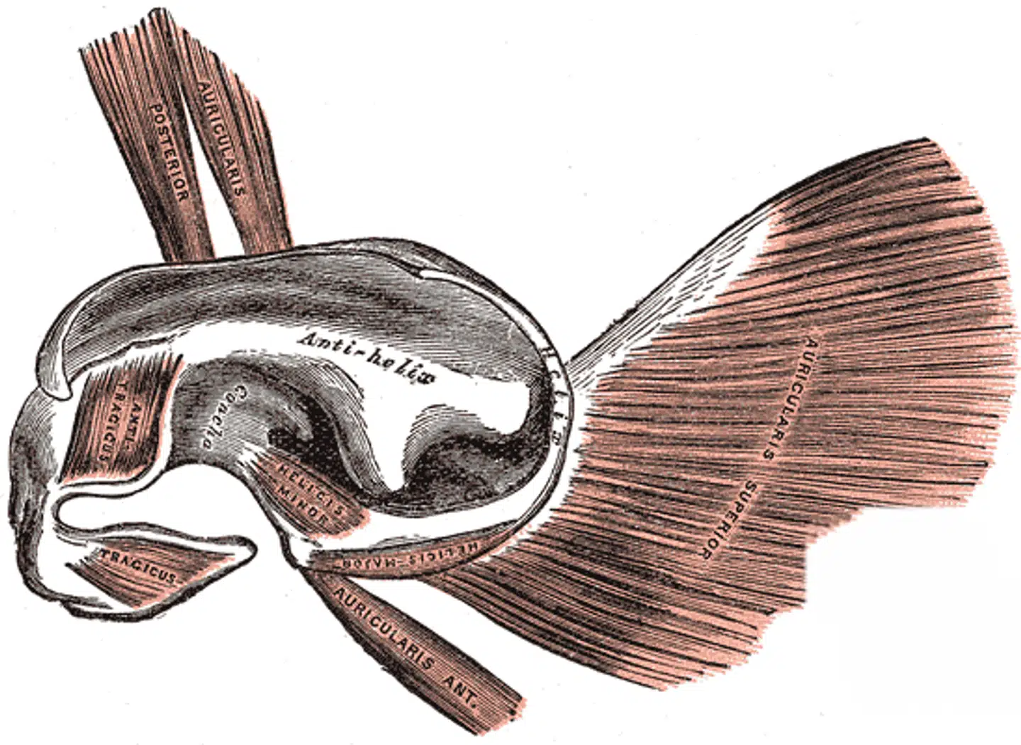 Foto: Wikimedia Commons