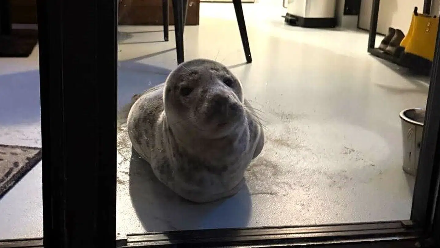 Han ser nyttet ud, men lad dig i narre.