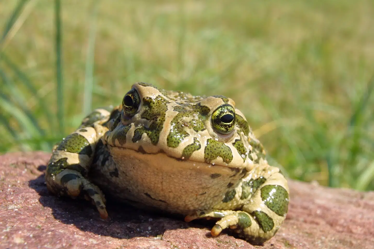 Grønbrogede tudser og spidssnuede frøer forhindrer nu knap 100 københavnske elever i at begynde i skole 1. maj.