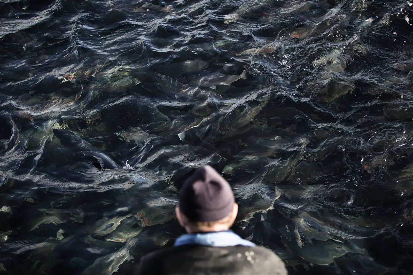 I dansk kontekst findes der i dag 19 havbrug – blandt andet her på Bornholm. (Arkivfoto).