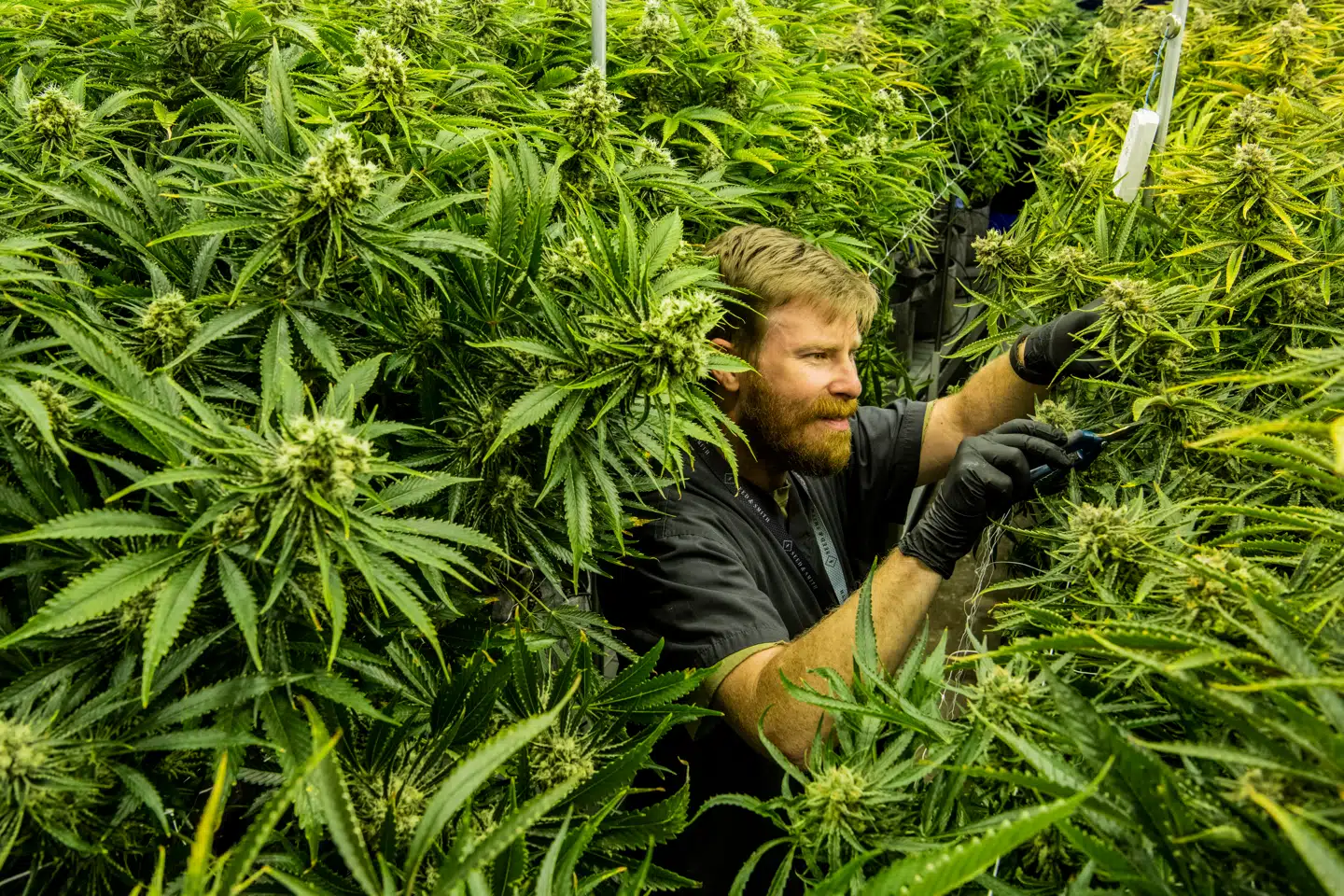 Satsningen på cannabis som det nye store bar flere danske virksomheder ind på børsen. Det er slet ikke gået som ventet.