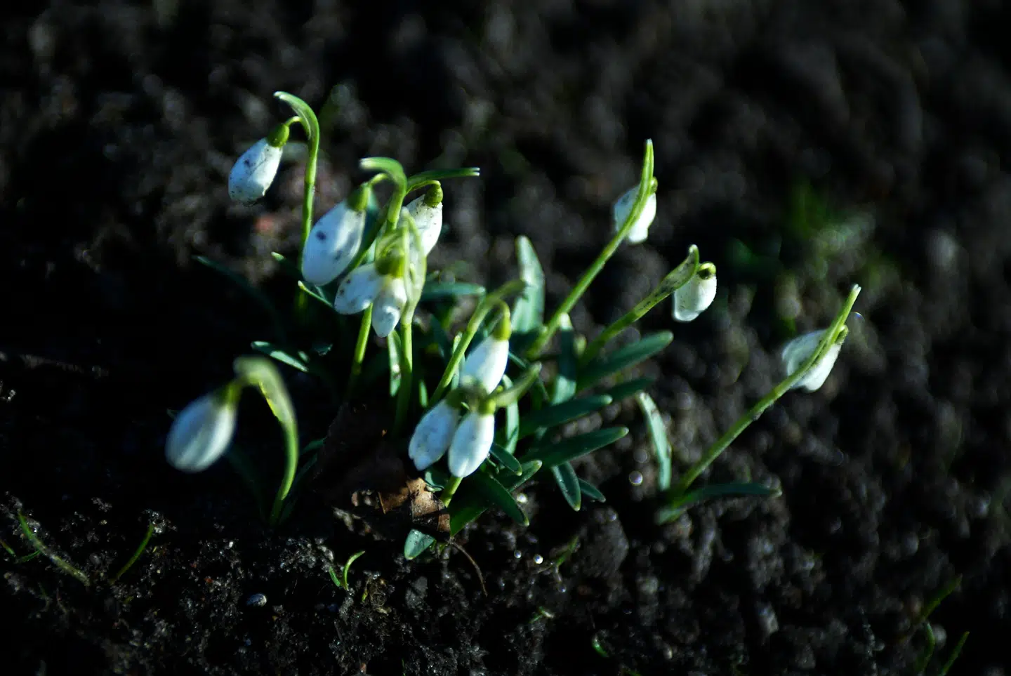 Når du deltager i dagens quiz, er du samtidig med i lodtrækningen om en præmie.