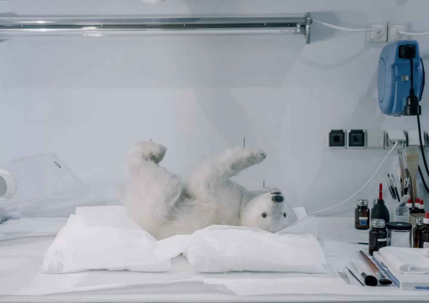 Mere end 3.000 dyr, skeletter og fossiler bliver lige nu gjort i stand, så de er klar, når den nye museumsbygning i Botanisk Have i København forventes at åbne i 2026.