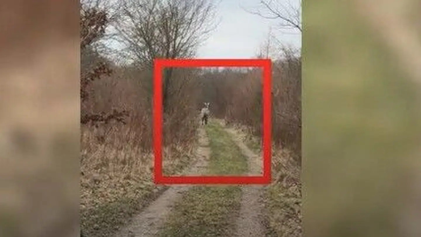 Her ses zebraen, da den fortsat var på fri fod.