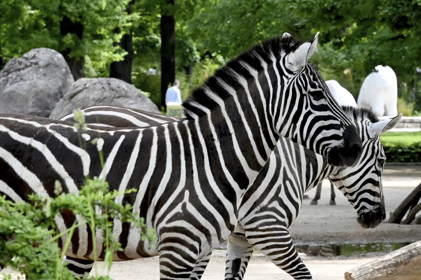 To zebraer går rundt i deres indhegning i en zoologisk have i Berlin i maj 2024. Herhjemme har en zebra været på fri fod i det jyske siden onsdag, men lørdag aften er den blevet fundet i god behold. (Arkivfoto).