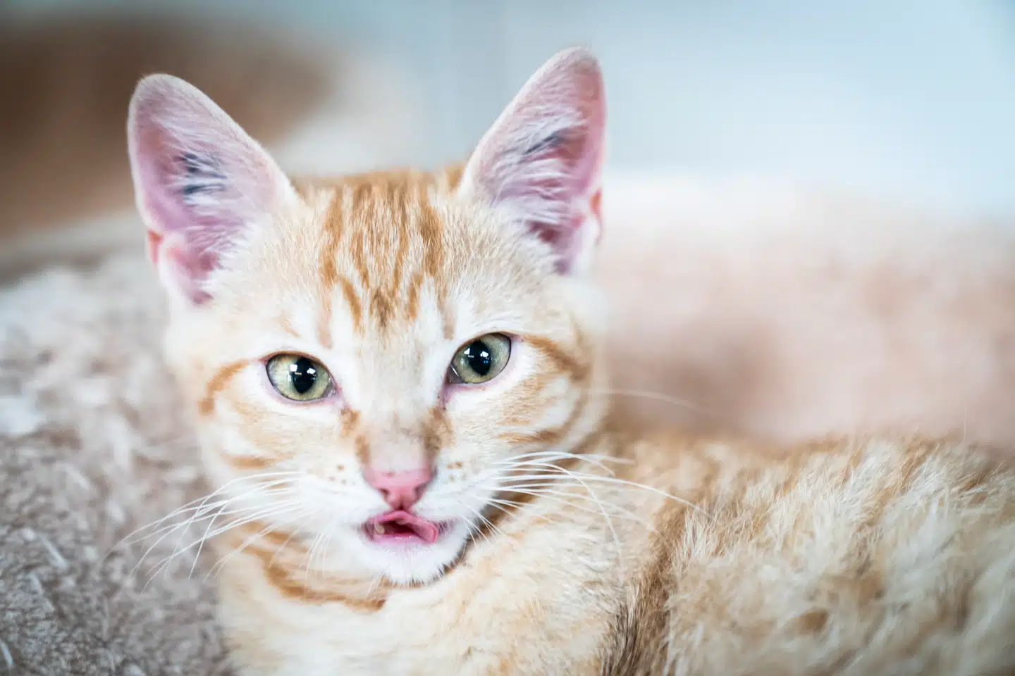 Forskere har undersøgt kattehold i et landområde i Vestsjælland og finder store forandringer i kattenes vilkår.