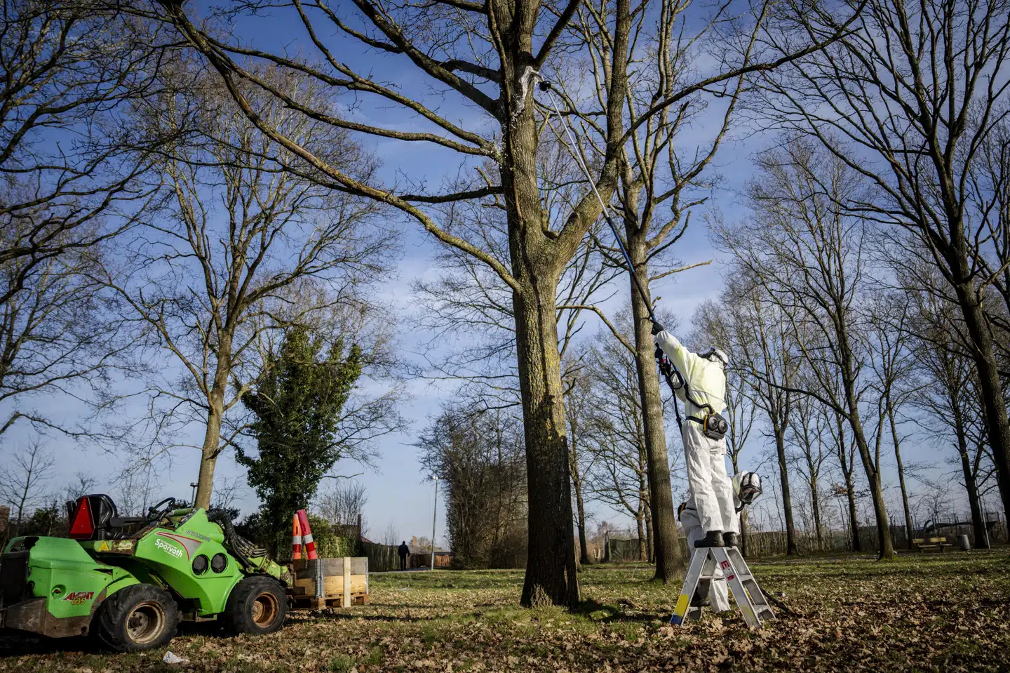 To firmaer - Rentokil og Sparvath - står for bekæmpelsen af egeprocessionsspinder. I første omgang fjernes cirka 850 reder i det sydøstlige Odense.