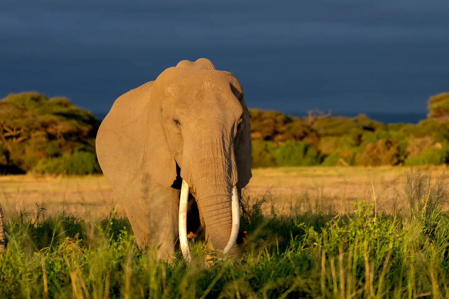 En elefant har højere risiko for at udvikle kræft end en mus.
