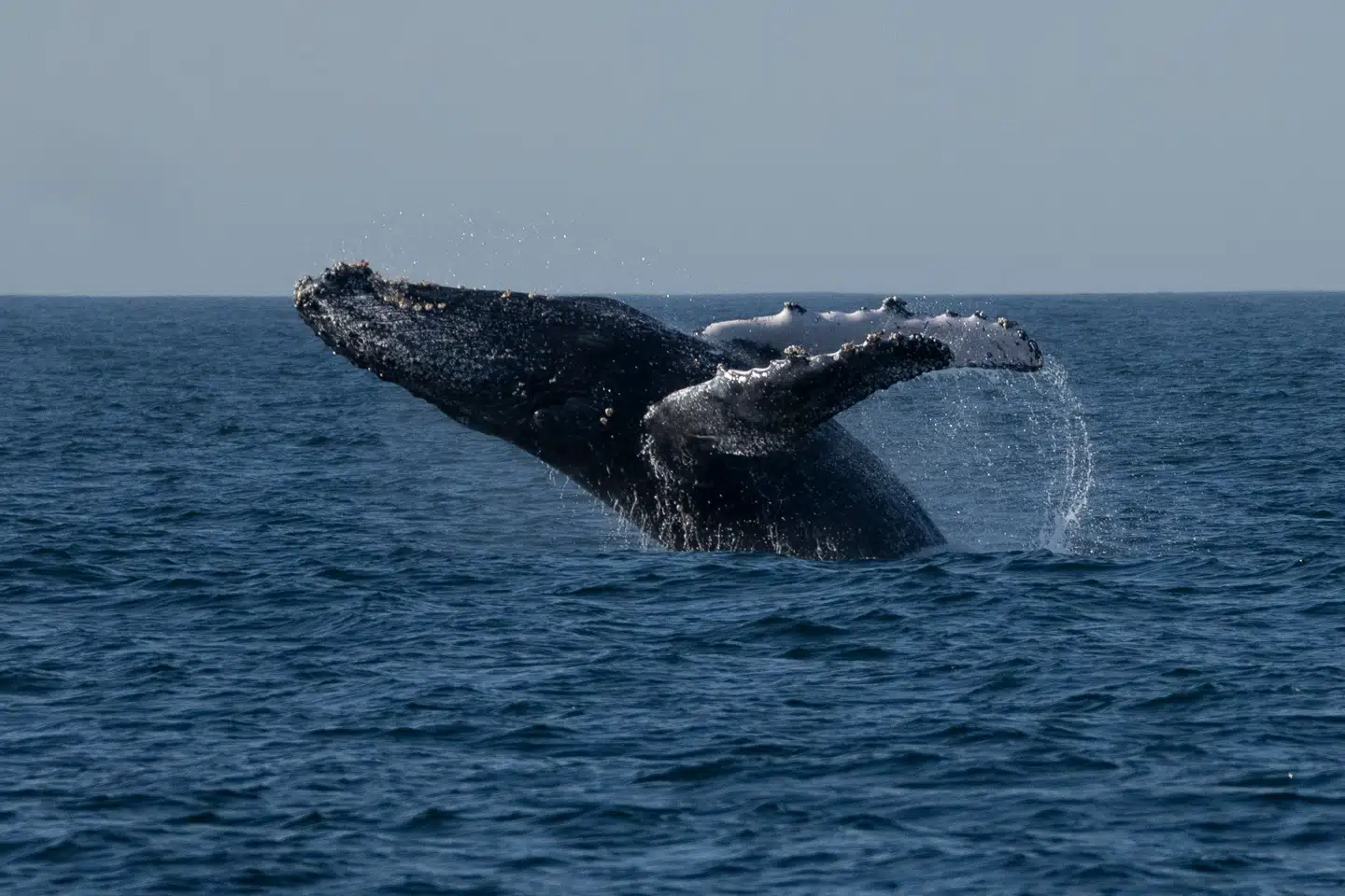 Biologer finder en sammenhæng mellem hvalers sang og mængden af deres foretrukne føde i området.